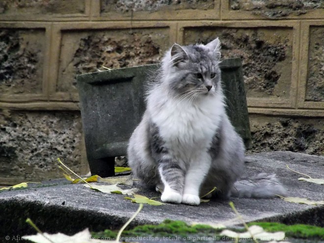 Photo de Chat domestique