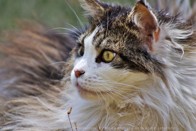 Photo de Maine coon