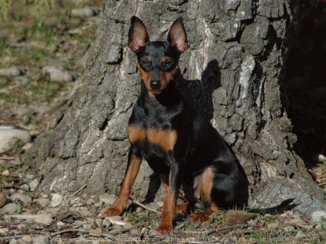 Photo de Pinscher nain