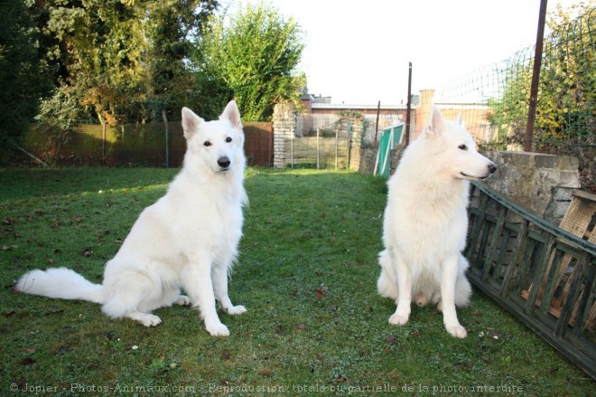 Photo de Berger blanc suisse