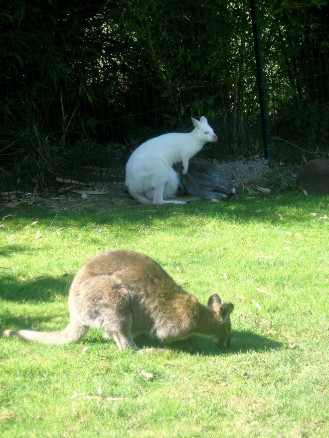 Photo de Wallaby