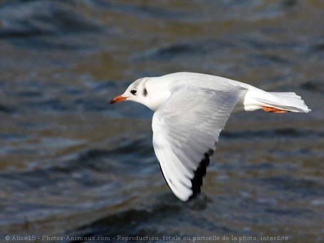 Photo de Mouette