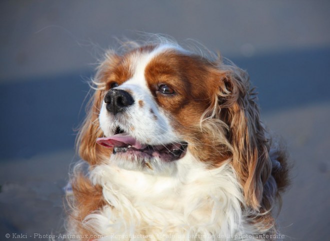 Photo de Cavalier king charles spaniel