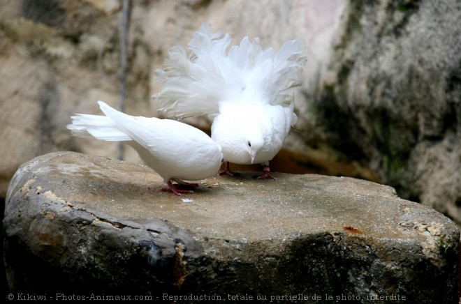 Photo de Pigeon