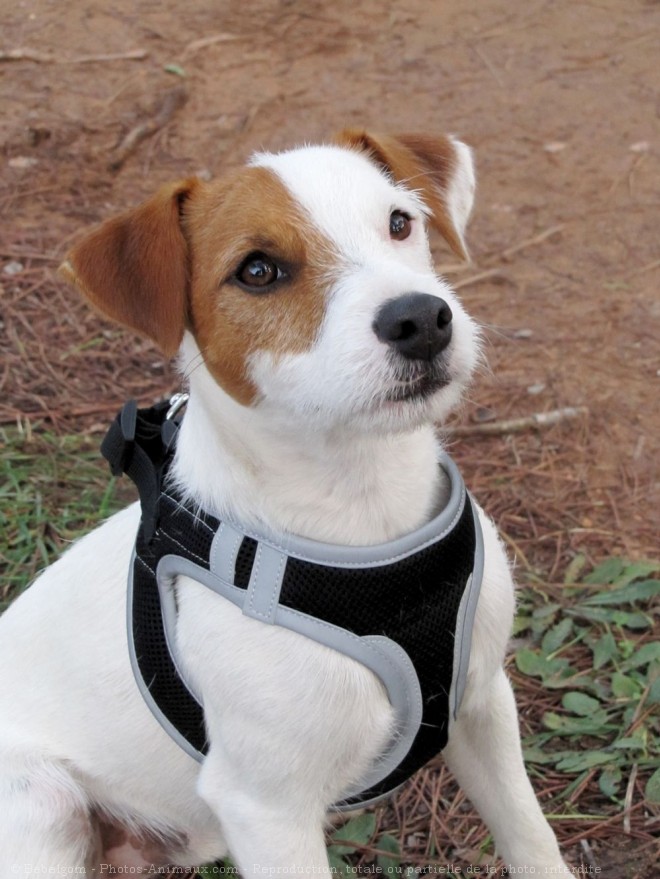 Photo de Parson russell terrier