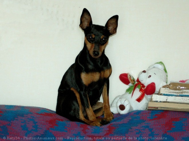 Photo de Pinscher nain