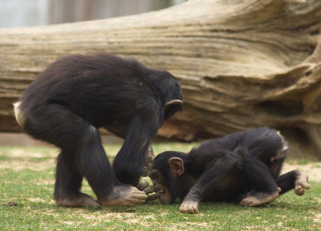 Photo de Singe - chimpanz