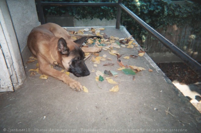 Photo de Berger belge malinois