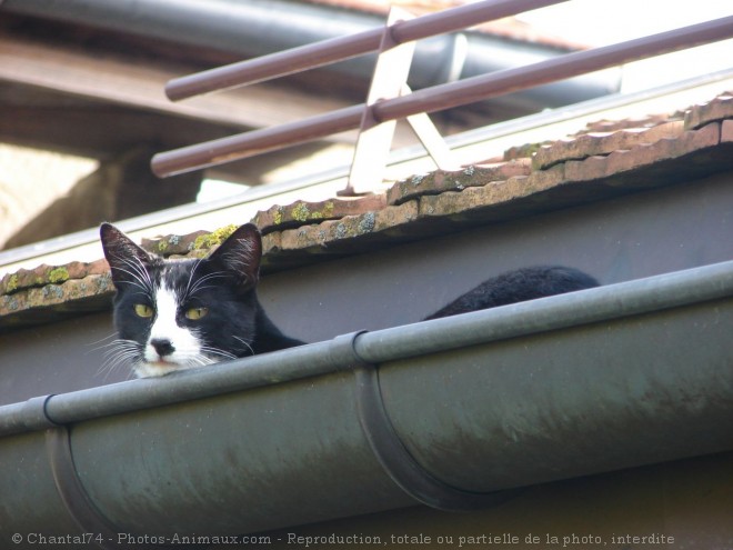 Photo de Chat domestique