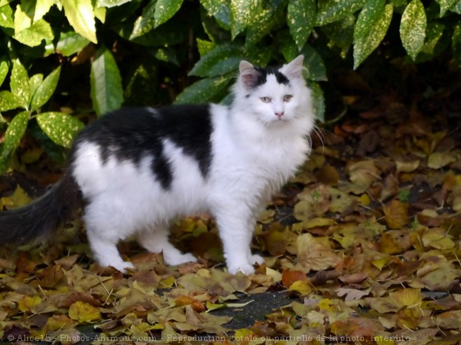 Photo de Chat domestique