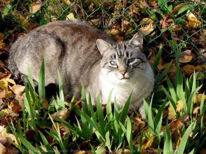 Photo de Chat domestique