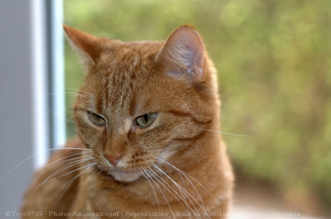 Photo de Chat domestique