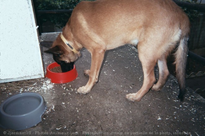 Photo de Berger belge malinois