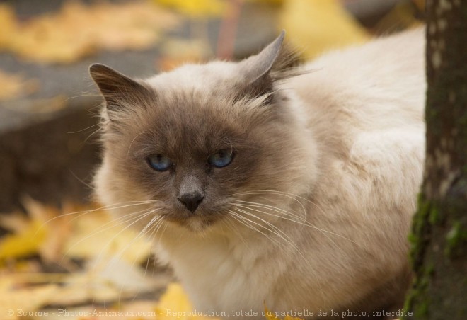 Photo de Chat domestique