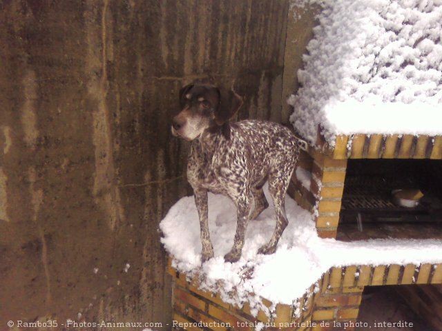 Photo de Braque allemand  poil court