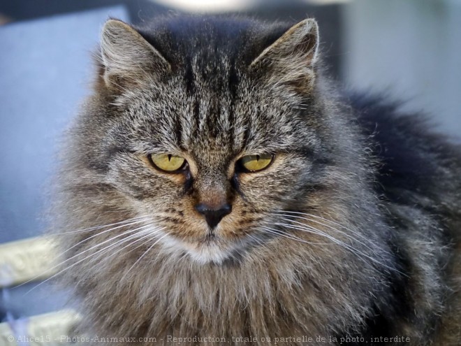 Photo de Chat domestique