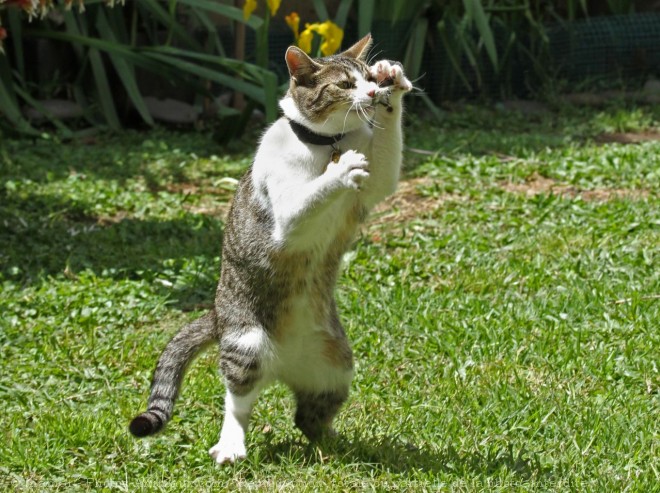 Photo de Chat domestique