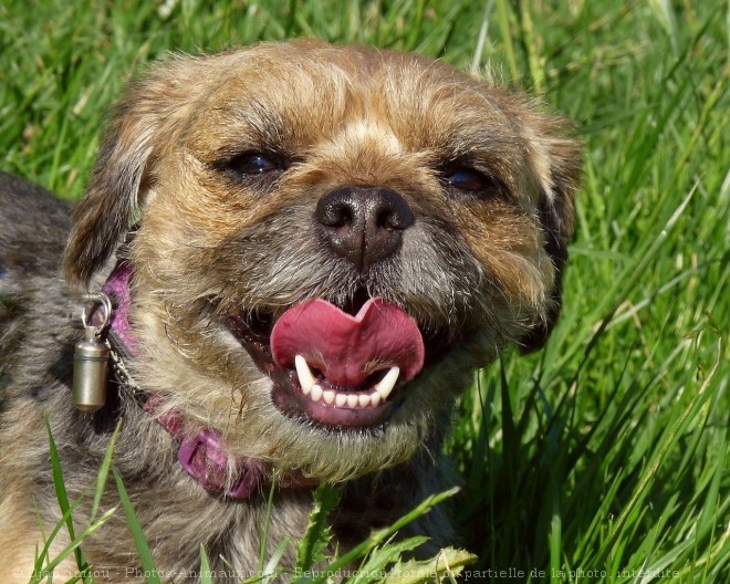 Photo de Border terrier