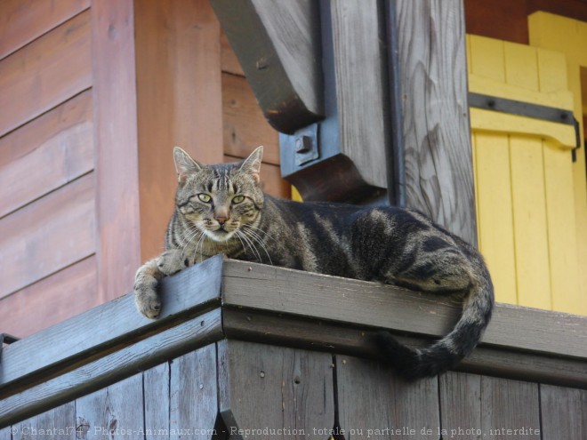 Photo de Chat domestique