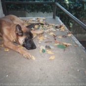 Photo de Berger belge malinois