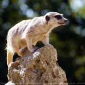 Photo de Suricate