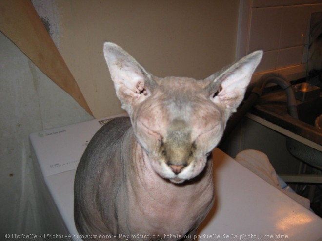 Photo de Sphynx