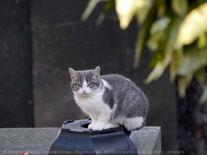 Photo de Chat domestique