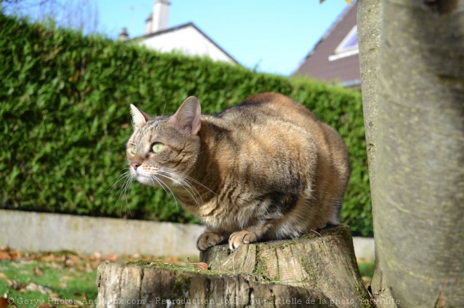 Photo de Chat domestique