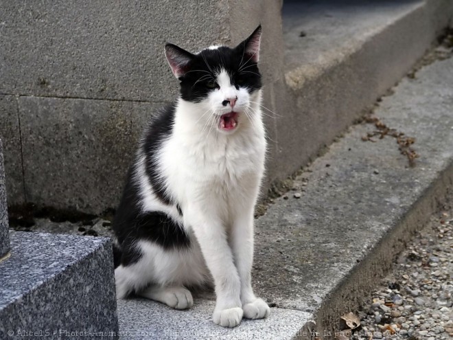 Photo de Chat domestique