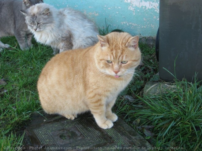 Photo de Chat domestique