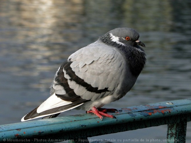 Photo de Pigeon