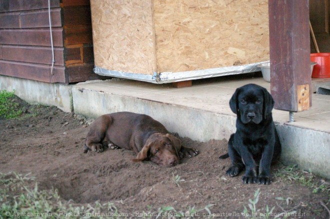 Photo de Labrador retriever