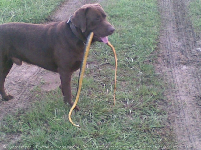 Photo de Labrador retriever