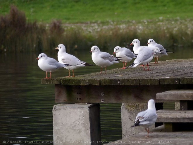 Photo de Mouette