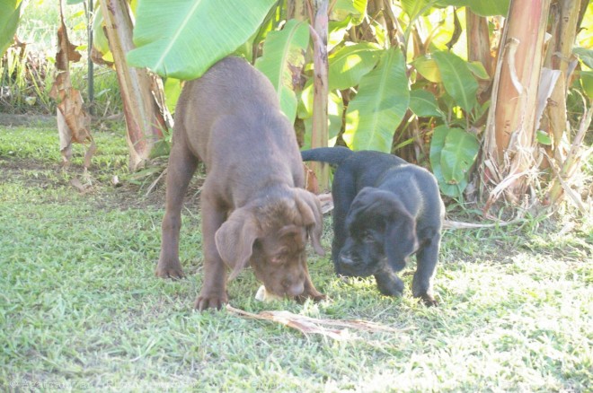 Photo de Labrador retriever