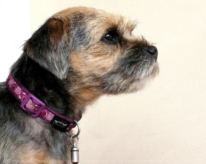 Photo de Border terrier