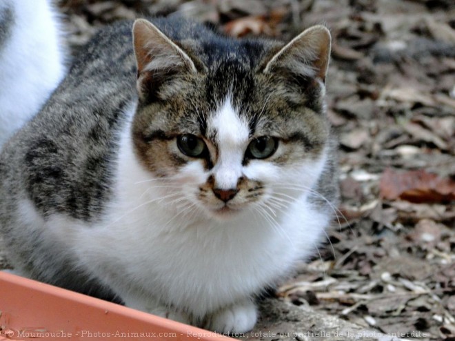 Photo de Chat domestique