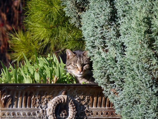 Photo de Chat domestique