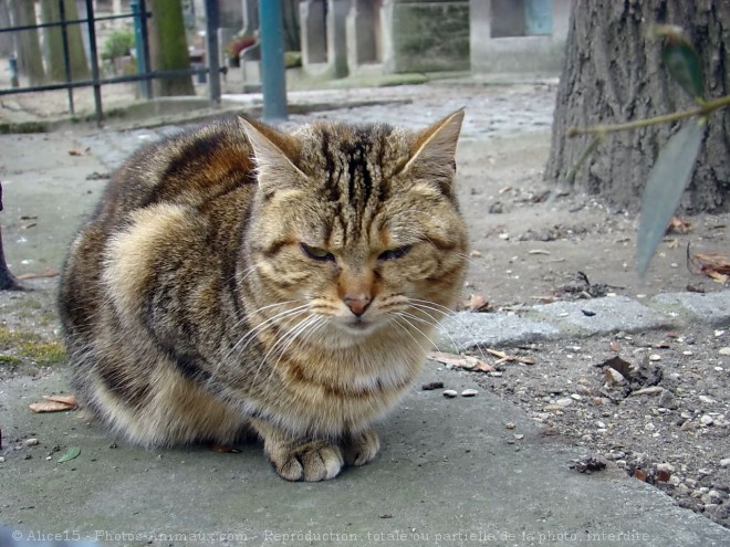 Photo de Chat domestique