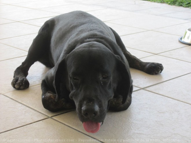 Photo de Labrador retriever