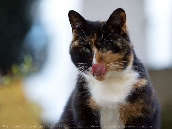 Photo de Chat domestique