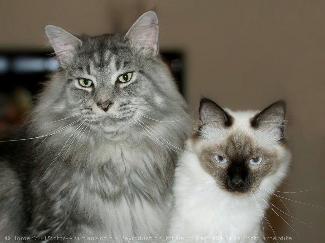 Photo de Maine coon