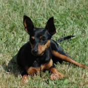 Photo de Pinscher nain