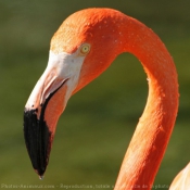 Photo de Flamand rose