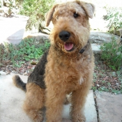 Photo d'Airedale terrier