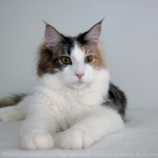 Photo de Maine coon