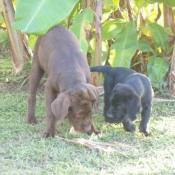 Photo de Labrador retriever