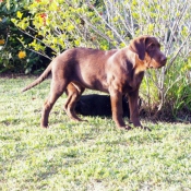 Photo de Labrador retriever