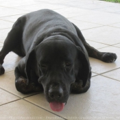 Photo de Labrador retriever