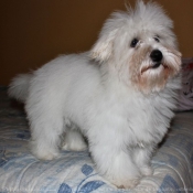 Photo de Coton de tulear